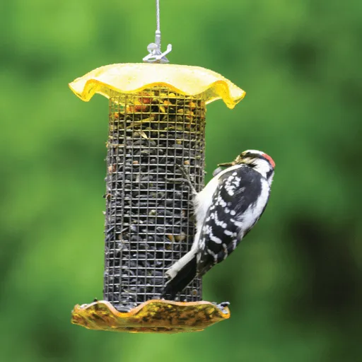 Bird's Choice 1 Quart Yellow-Forever Feeder (Sunflower)