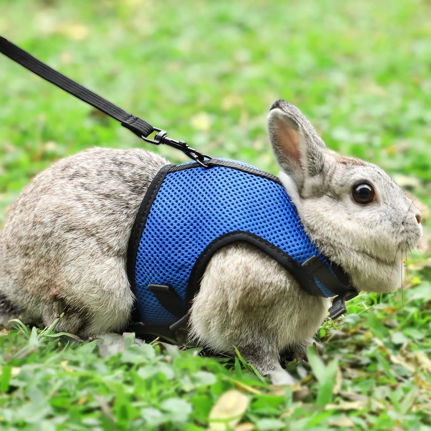 Bunny Rabbit Harness with Stretchy Leash Cute Adjustable Buckle Breathable Mesh Vest for Kitten Small Pets Walking (XS(Chest:7.87-10.6 in), Blue)