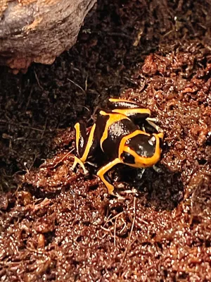 Frog Dart Ranitomeya Summersi