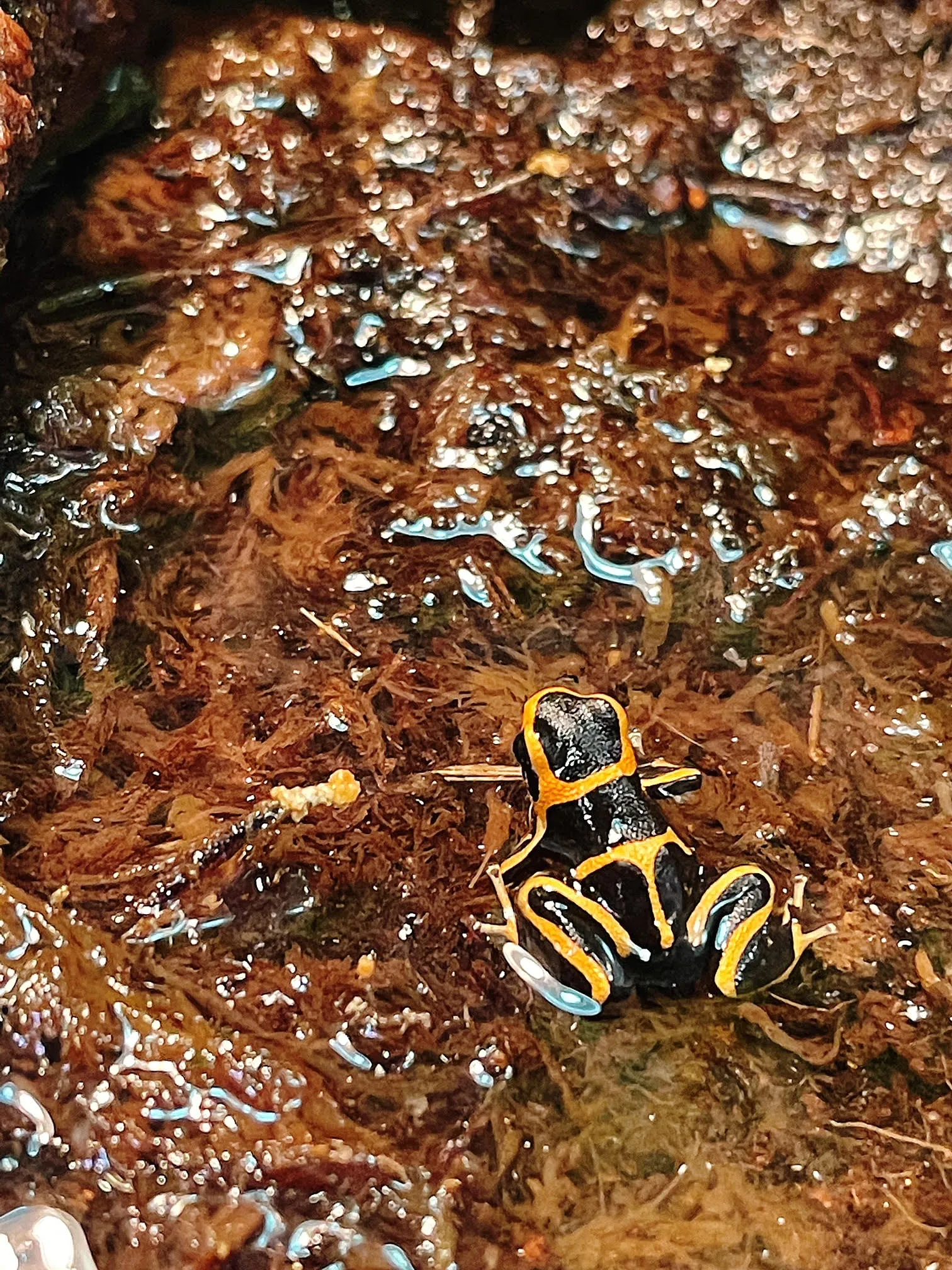 Frog Dart Ranitomeya Summersi