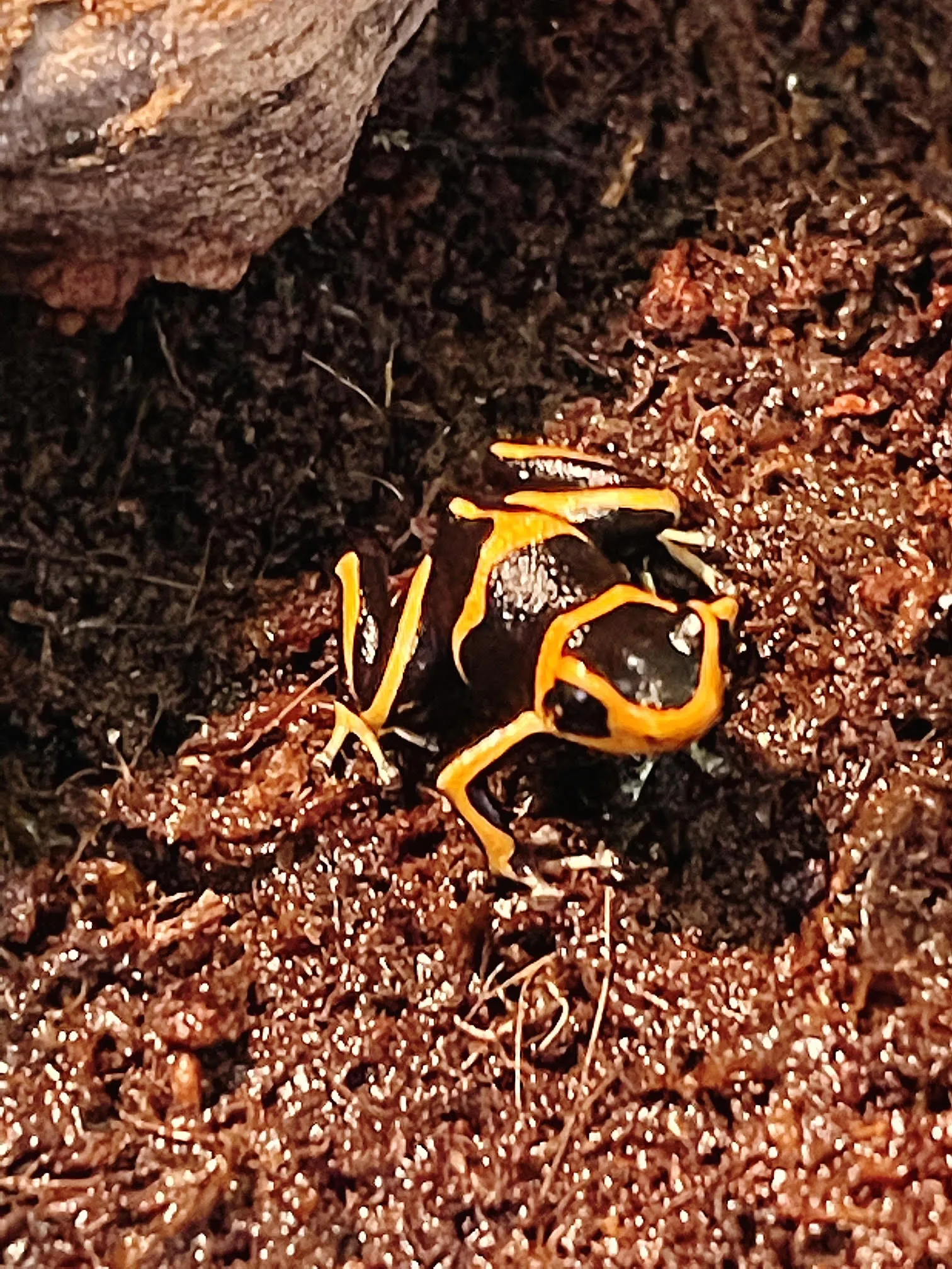 Frog Dart Ranitomeya Summersi