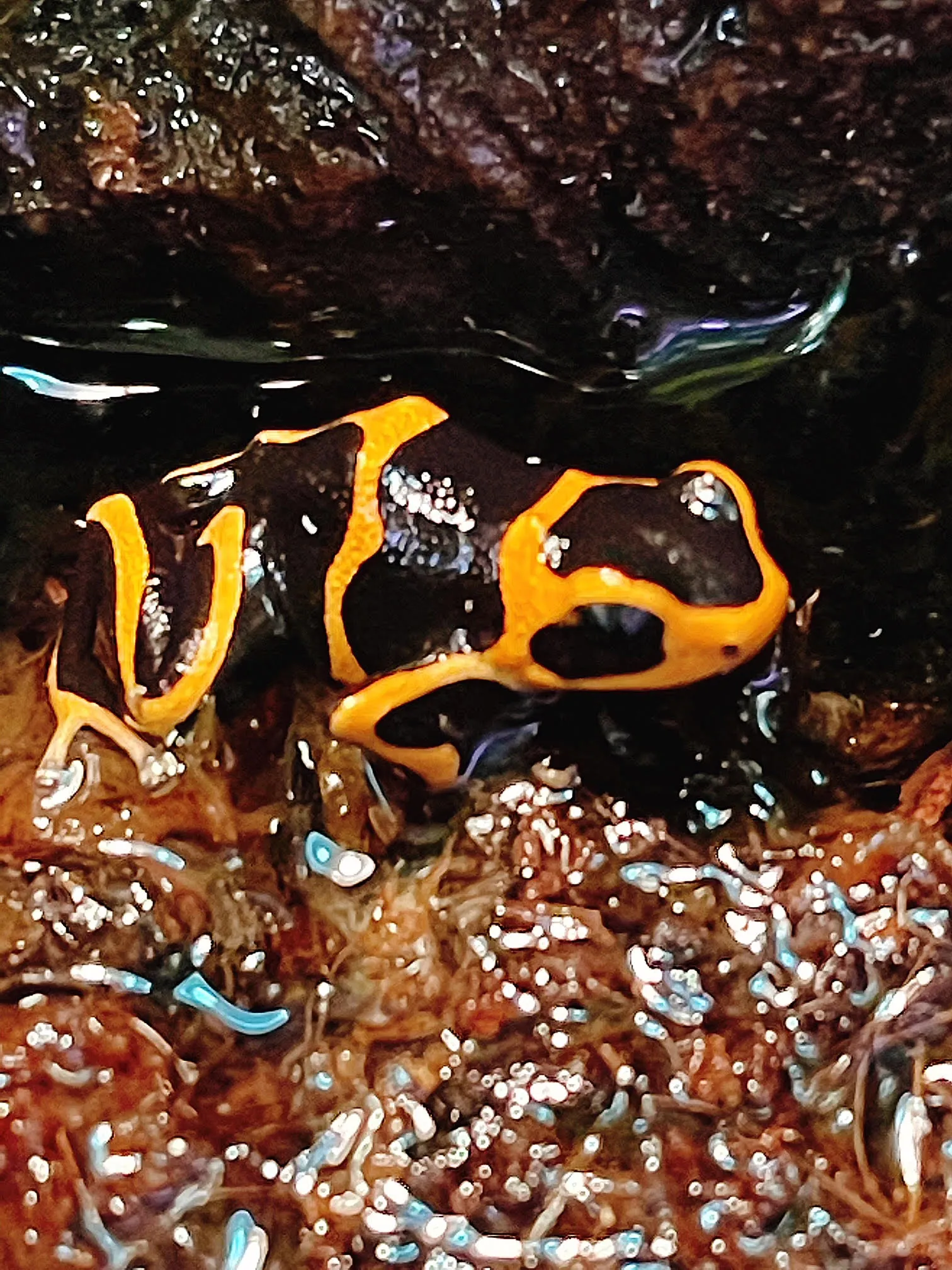 Frog Dart Ranitomeya Summersi