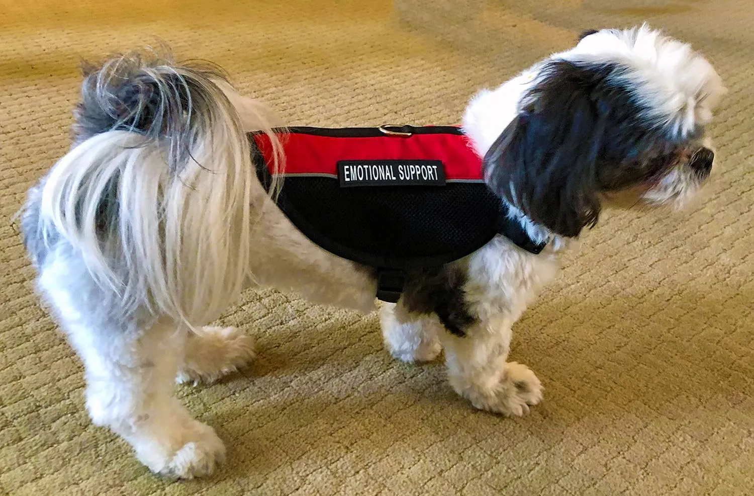 Just 4 Paws Emotional Support Dog Vest Jacket | 6 Sizes | Adjustable Straps & 2 Removable Reflective Emotional Support Dog Patches (Large Chest 26-1/4" to 31-3/4", Red)