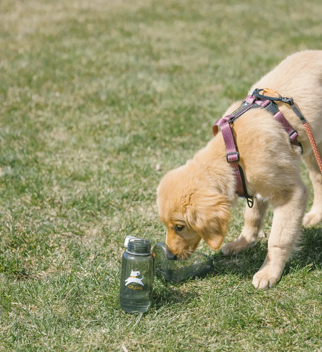 OllyBottle in Grey | Water Sharing System