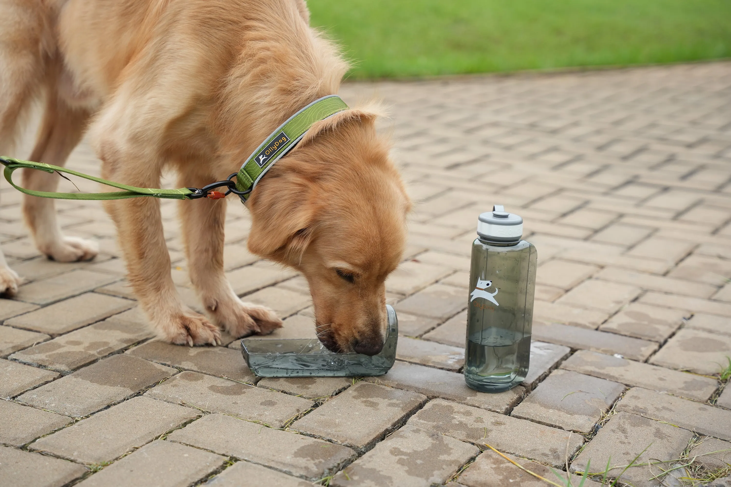 OllyBottle in Grey | Water Sharing System