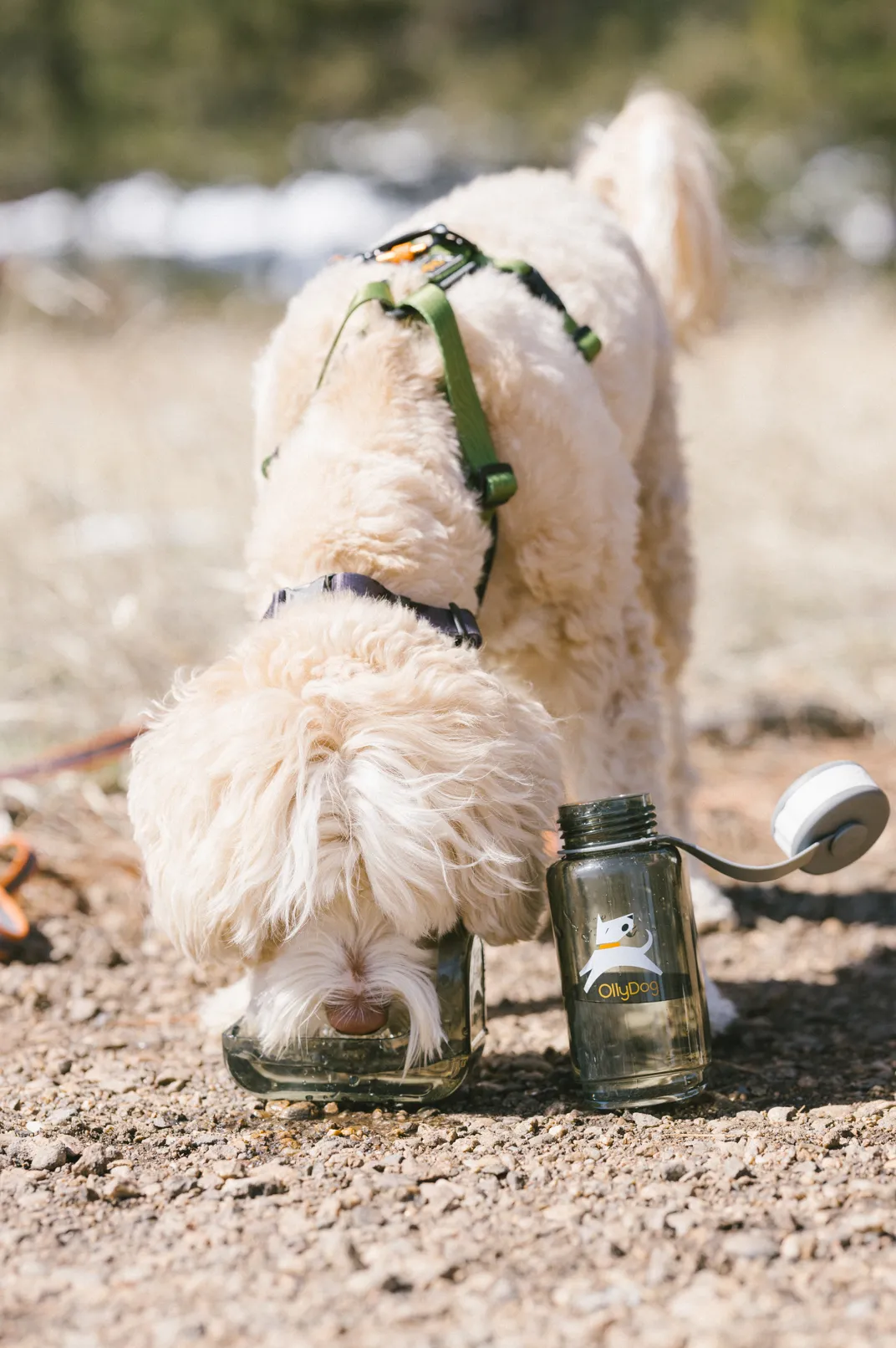 OllyBottle in Grey | Water Sharing System