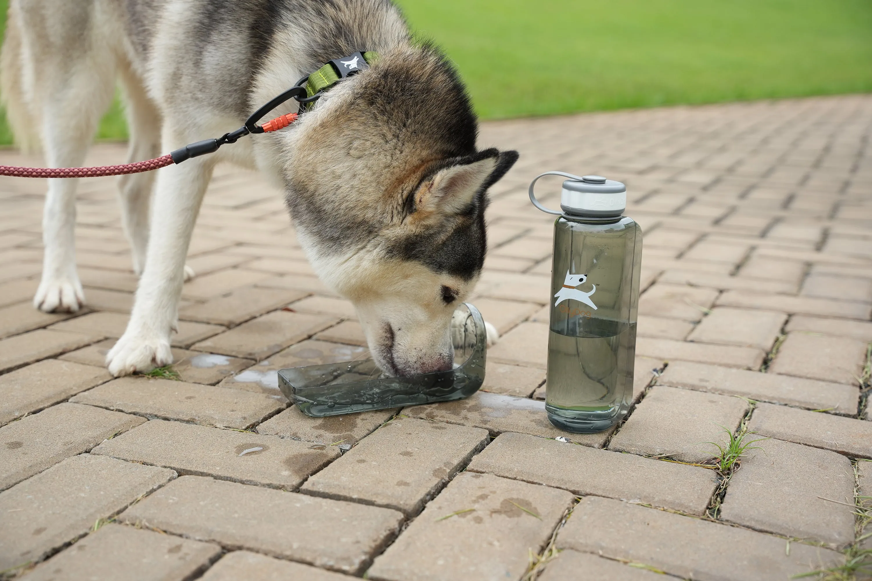 OllyBottle in Grey | Water Sharing System