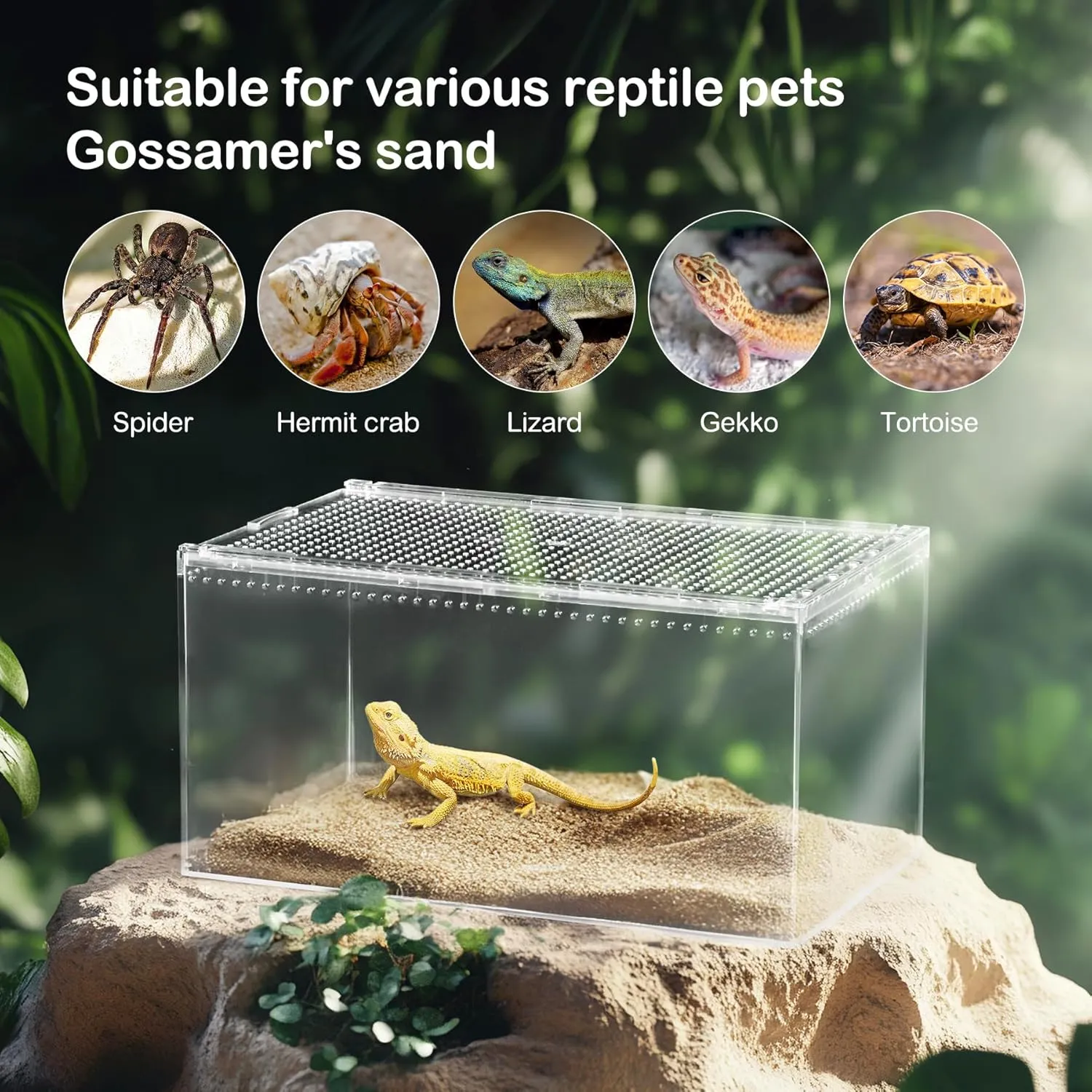 Reptile PC Terrarium,Spider Tank Starter Kit,Leopard Gecko Container,Tarantula Cage,Hermit Crab Habitat,Lizard Enclosure,Insect Housing,Jumping Spider Enclosure,Small Bearded Dragon Vivarium