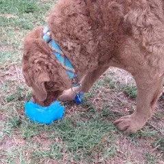 The Drinklet - The World's First Totally Flat Dog Bowl