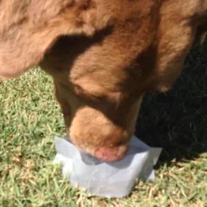 The Drinklet - The World's First Totally Flat Dog Bowl